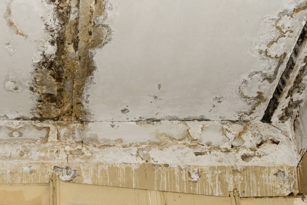 Best Mold Prevention Services  in Sanger, TX